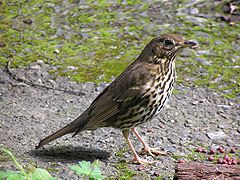 Поен дрозд  (Turdus  philomelos )
